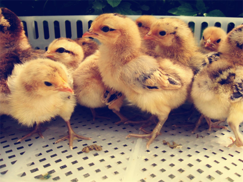 秋冬天氣變冷謹(jǐn)防雞呼吸道病